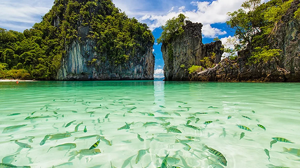 Đàn cá bơi lội dưới làn nước trong xanh tại Krabi.