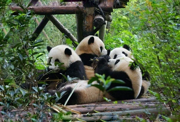 Khu Bảo Tồn Gấu Trúc Thành Đô