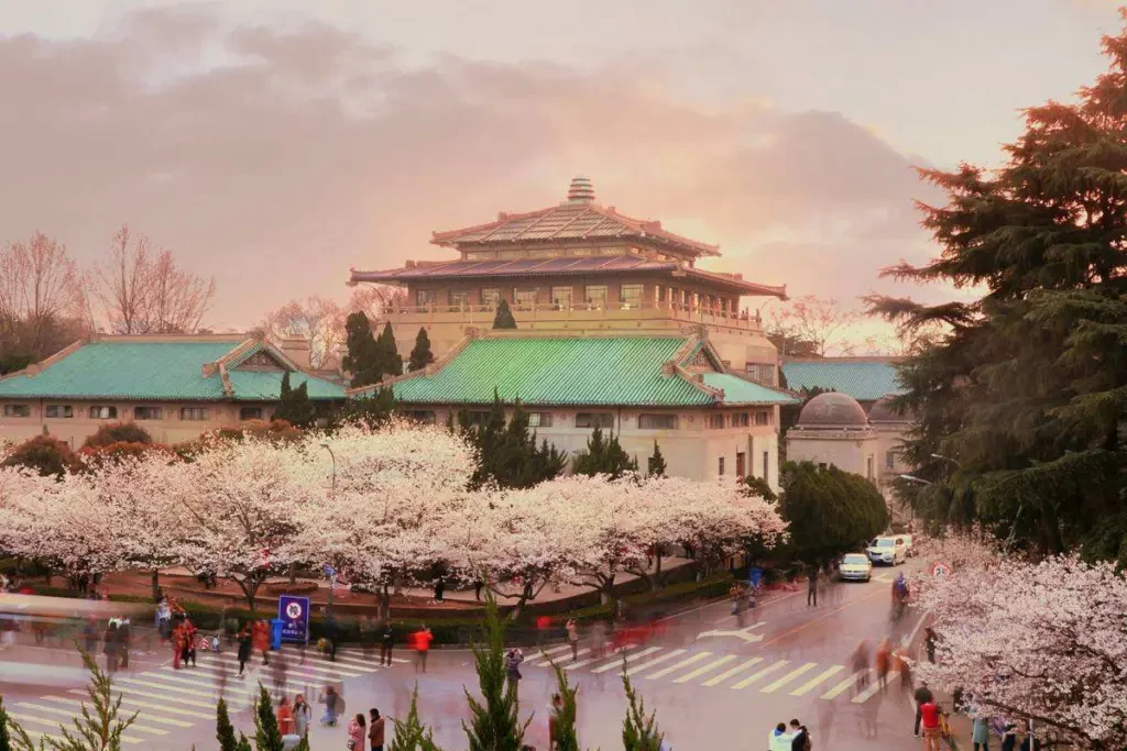 Ngắm hoa anh đào tại Đại Học Vũ Hán