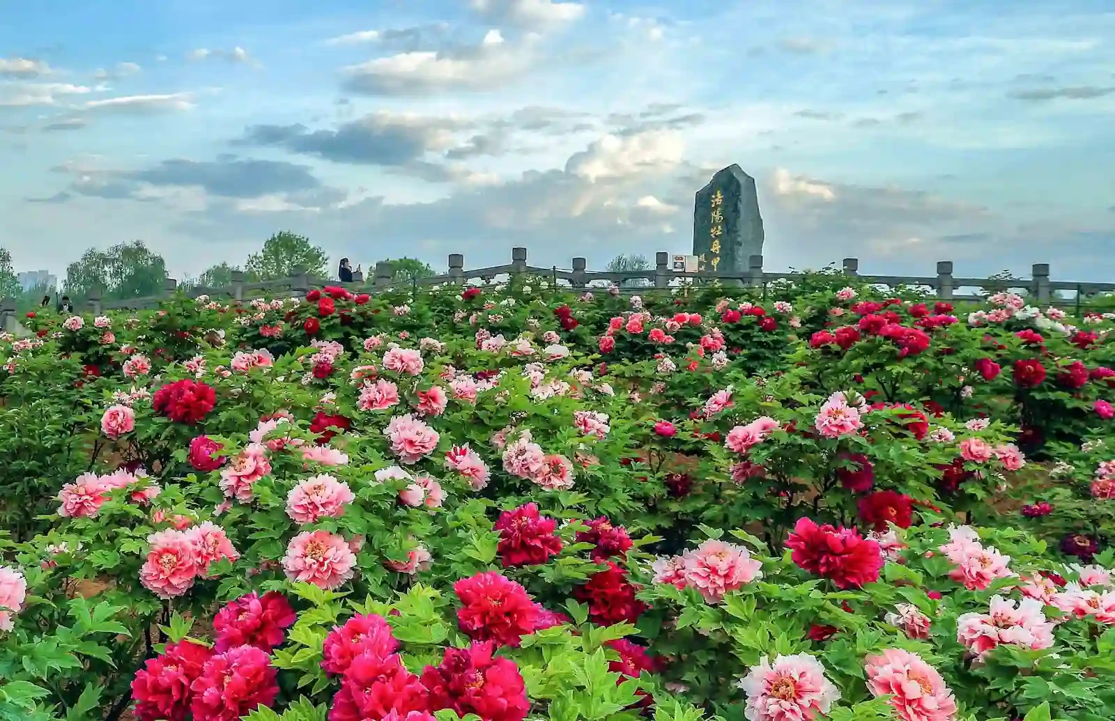 Lễ hội hoa mẫu đơn tại Dương Châu