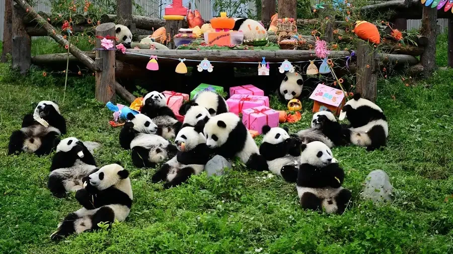 Giới thiệu đôi nét về công viên gấu trúc Trùng Khánh