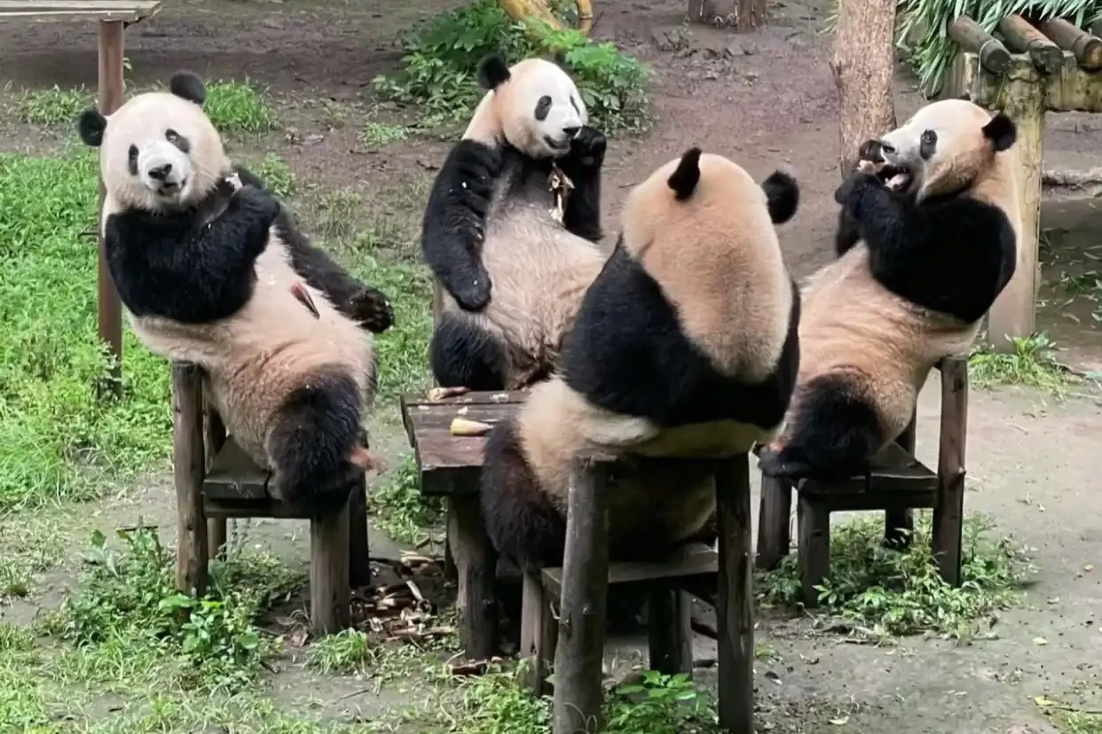 Bộ tứ gấu trúc đáng yêu và nổi tiếng của công viên Trùng Khánh