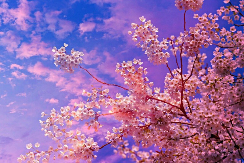 Màu hồng pastel của hoa tạo nên bầu không khí dịu nhẹ, sắc xuân rạng ngời (Ảnh: pixabay.com)