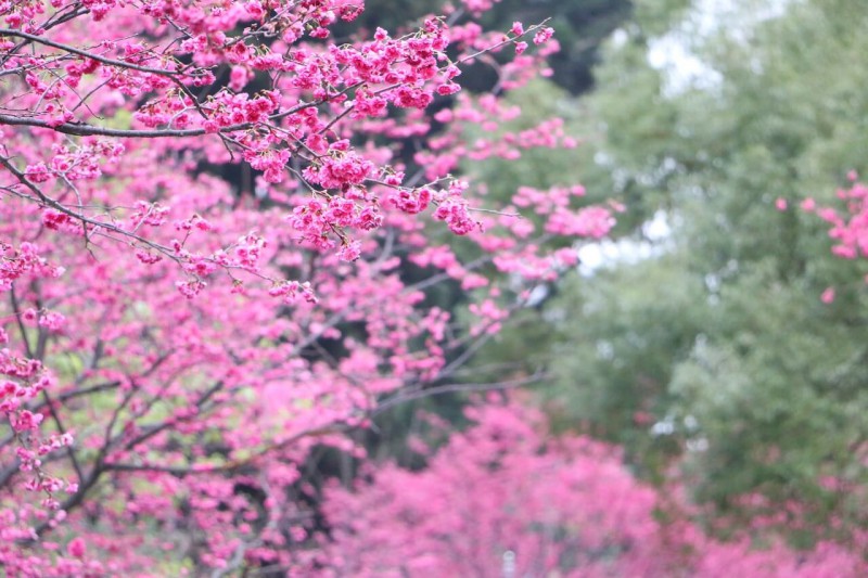 Lễ hội hoa anh đào đã dần trở thành điều không thể thiếu trong mỗi dịp xuân về với Hàn Quốc (Ảnh: Lễ hội hoa anh đào đã dần trở thành điều không thể thiếu trong mỗi dịp xuân về với Hàn Quốc (Ảnh: pixabay.com)pixabay.com)