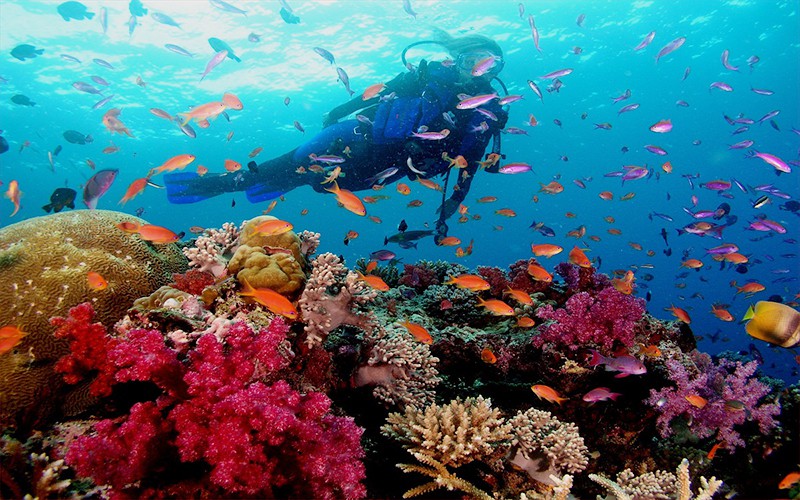Lặn ngắm san hô ở đảo Coral