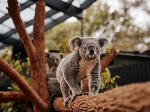 Vườn thú Sydney (Sydney Zoo) - Nơi tập trung các loài động vật hiếm có từ khắp nơi trên thế giới