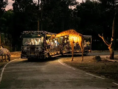 Khám Phá Công Viên Chiang Mai Night Safari | Sở Thú Đêm Tại Thái Lan