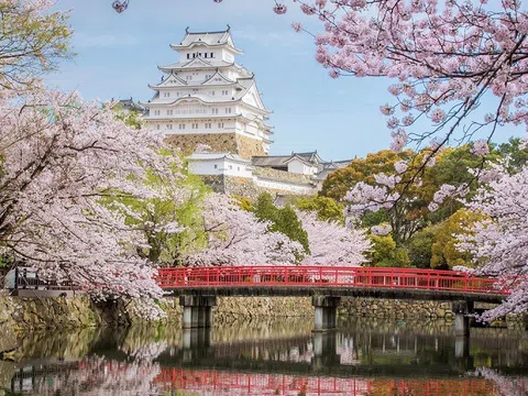 Trải nghiệm Du lịch Mùa Hoa Anh Đào ở Nhật Bản