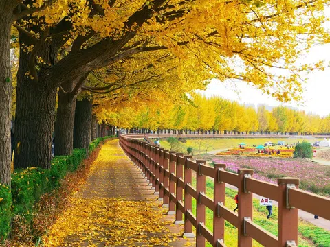 Mùa thu Hàn Quốc vào tháng mấy? Những địa điểm du lịch Hàn Quốc mùa thu lãng mạn và thơ mộng 
