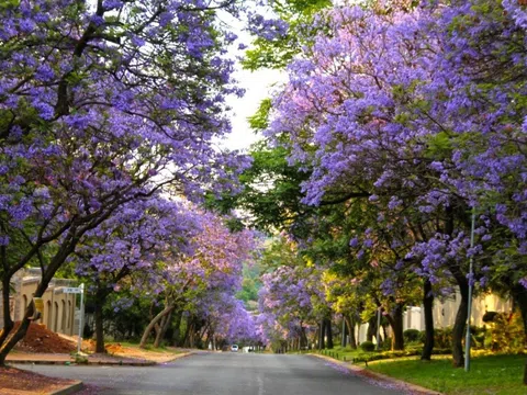 Mùa hoa phượng tím Jacaranda Nam Phi - Khung cảnh thơ mộng khiến bao người mê mẩn