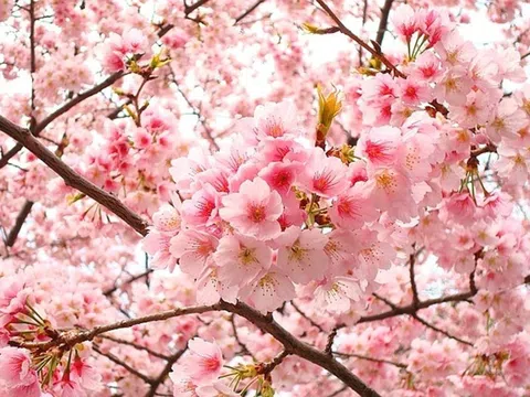 Thời điểm mùa hoa anh đào ở Hàn Quốc vào tháng mấy?