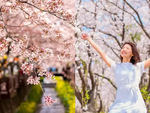 Bật mí kinh nghiệm du lịch Hàn Quốc mùa hoa anh đào mới nhất