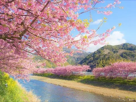 Du lịch mùa hoa anh đào Nhật Bản - Sắc hồng phủ khắp xứ Phù Tang