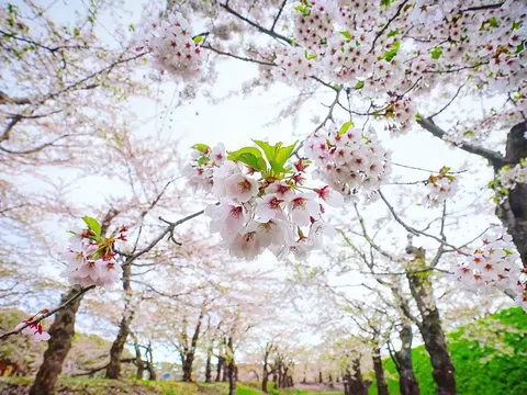 Mùa hoa anh đào Nhật Bản tháng mấy nở rộ và đẹp nhất?