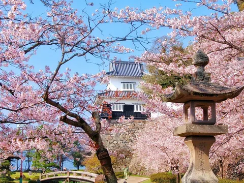 Nhật bản mùa hoa anh đào với những điểm đến tràn ngập sắc hồng rực rỡ