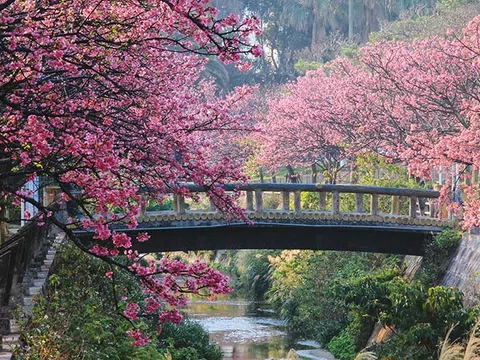 Hoa anh đào Nhật Bản nở vào mùa nào đẹp nhất?