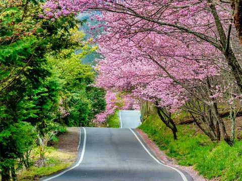 Bỏ túi những điểm đến thưởng ngoạn xuân tươi đẹp khi du lịch Đài Loan mùa hoa anh đào 