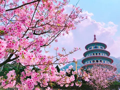 Mê mẩn vẻ đẹp dịu ngọt mùa hoa anh đào Đài Loan
