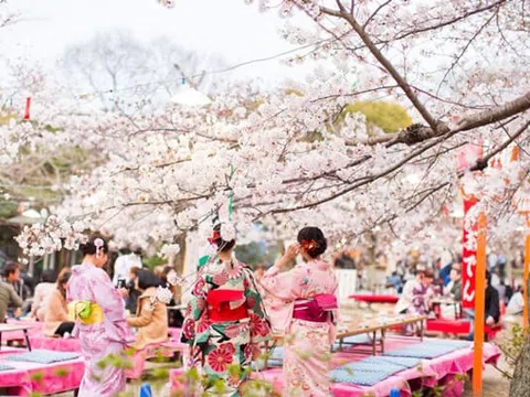 Tham gia lễ hội hoa anh đào Hanami truyền thống khi du lịch Nhật Bản