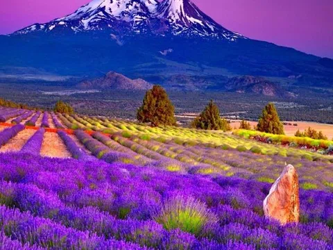 Top 9 địa điểm ngắm hoa oải hương đẹp nhất - trải nghiệm mùa hoa Lavender ở Nhật Bản