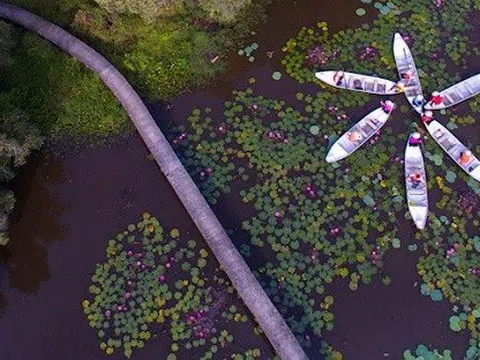 KÝ SỰ HÀNG CAU