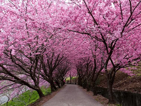 Du lịch Đài Loan mùa hoa anh đào - Mùa đẹp nhất trong năm