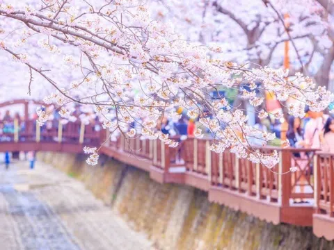 Mùa hoa anh đào nở – Khi Hàn Quốc khoác tấm áo choàng đẹp nhất